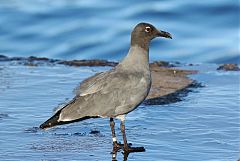 Lava Gull